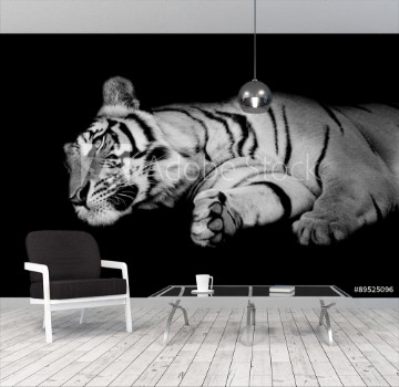 Picture of black white tiger sleep on ones side isolated on black backgr